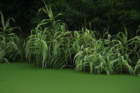 水草