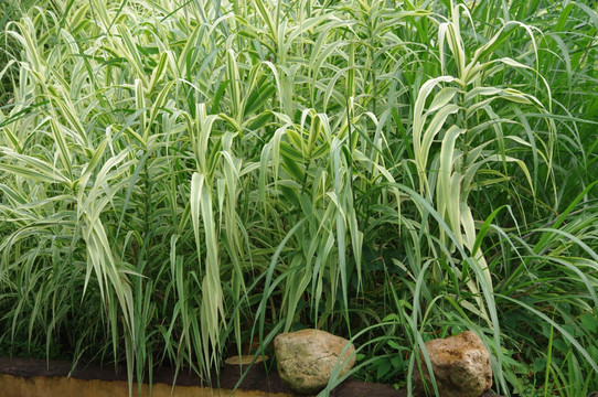 水草