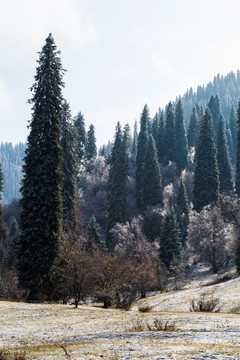 松树