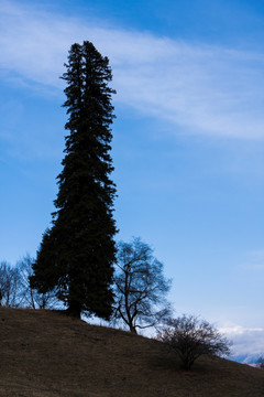 松树