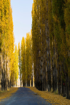 农村道路