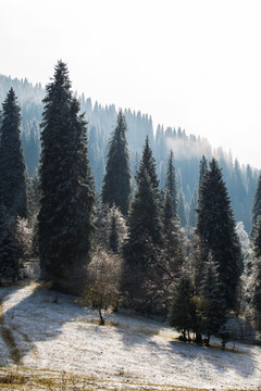 森林  雪景