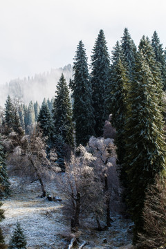 森林初雪