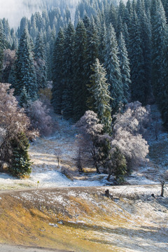 森林 雪景