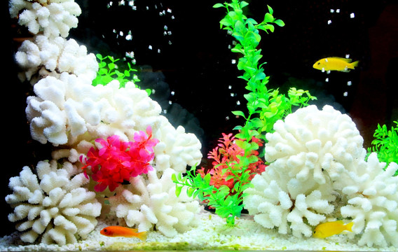 鱼缸造景 白珊瑚