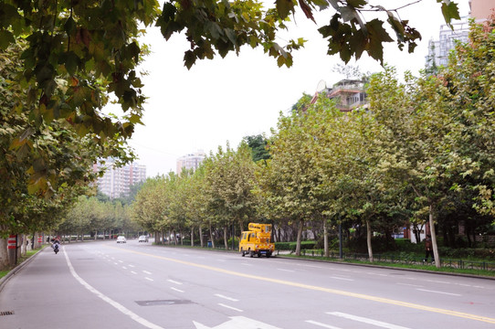 成都大石东路枫树街景