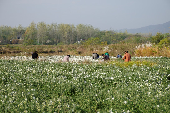 采收滁州贡菊 田间劳动生产