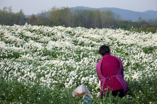 采收滁州贡菊 田间劳动生产