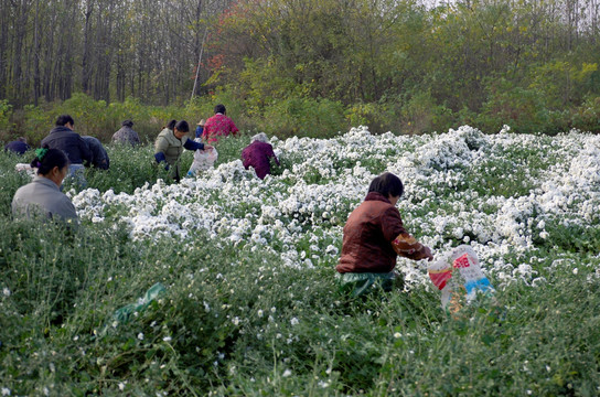 采收滁州贡菊 田间劳动生产