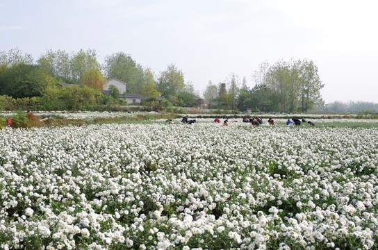 村前滁菊种植园