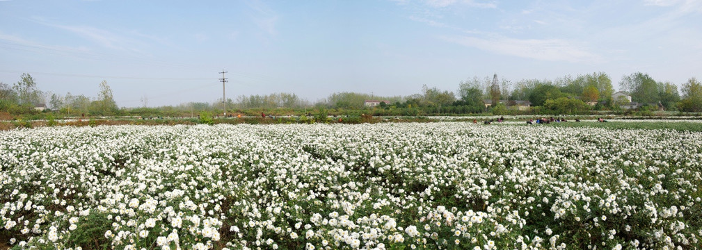 巨型喷绘背景 滁州贡菊种植园