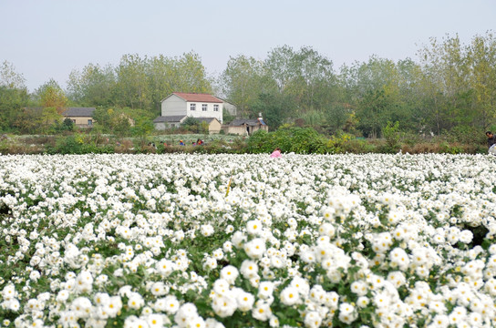 村前的滁州贡菊园