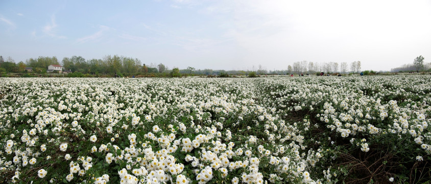 巨幅喷绘背景 滁州贡菊种植园