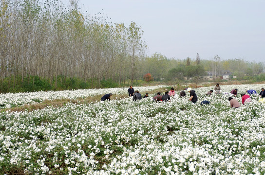 采收滁州贡菊 田间劳动生产