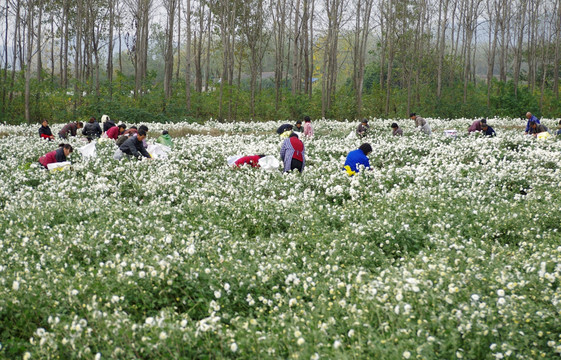 采收滁州贡菊 田间劳动生产