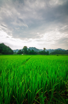 乡村田野