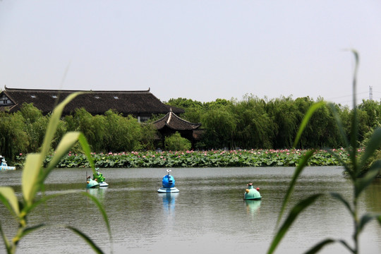 沙家浜芦苇荡