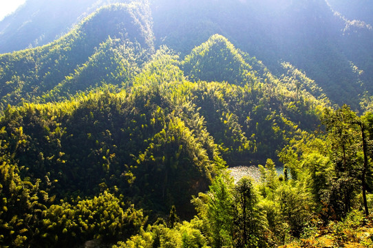 竹林 竹海