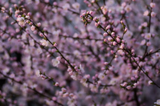 桃花 半开 花蕾