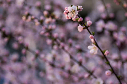 桃花 半开