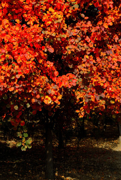 秋日红栌树