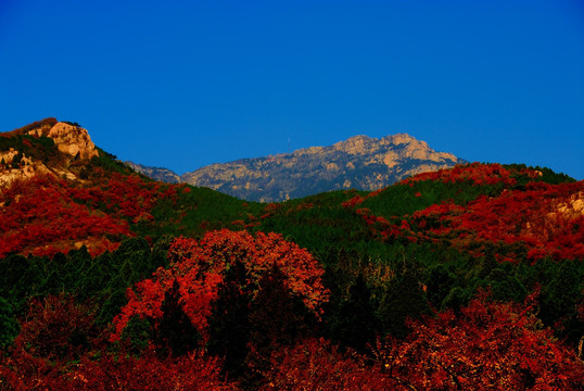 浓墨重彩大山秋色浓