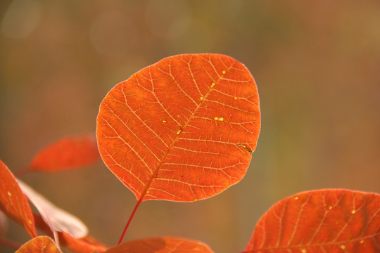 红栌 叶片 叶脉 秋天公园