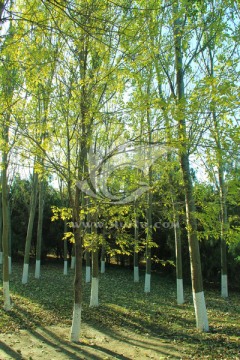 秋景 树林 树枝