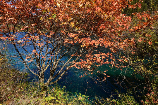 九寨沟犀牛海红叶