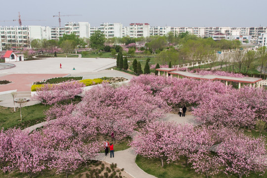 桃花烂漫 绿地 广场