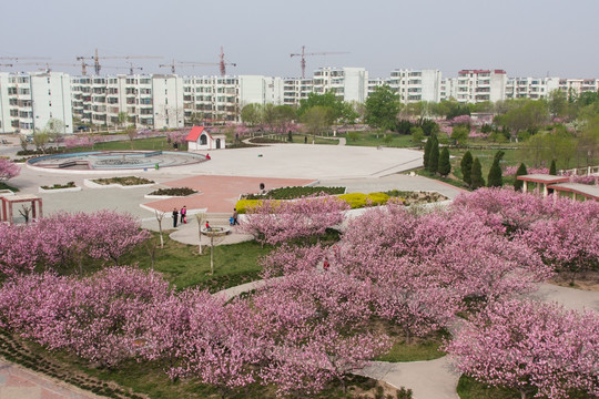 桃花烂漫 绿地 广场