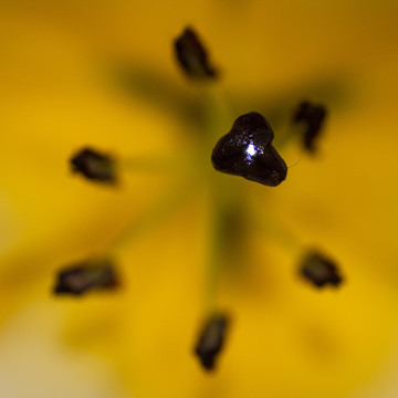 百合花蕊