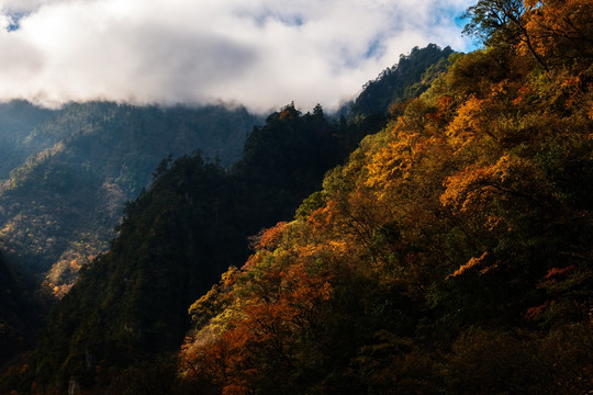 山脉 峡谷 森林