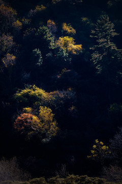 彩色 森林