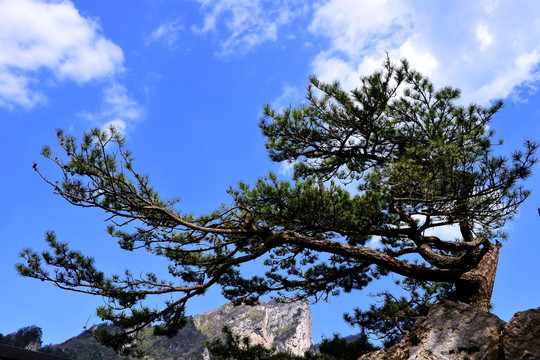 高山松