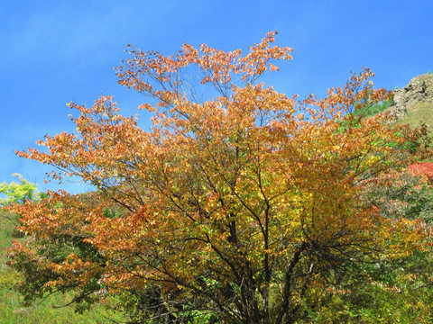 秋季之树