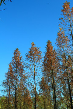 秋天   红杉树  秋色