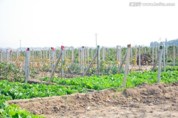 农田地头