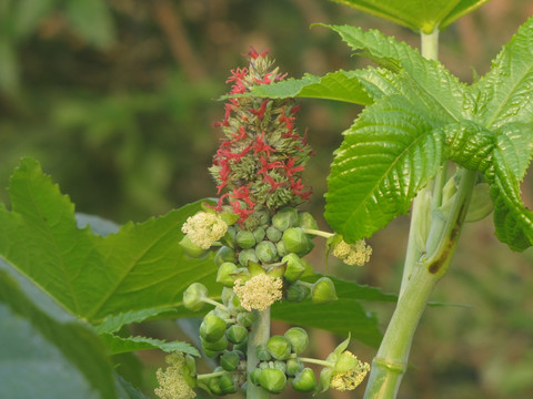 蓖麻开花