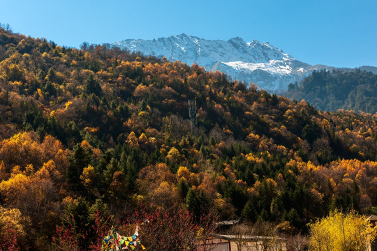 彩色 森林 雪山