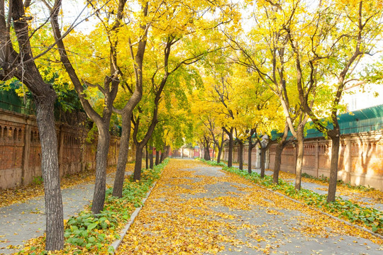 北京使馆区秋景