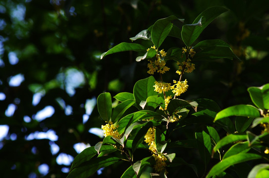 桂花