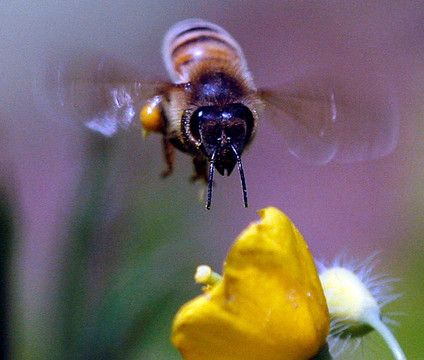 蜜蜂 采蜜 飞舞 忙碌 蜂蜜