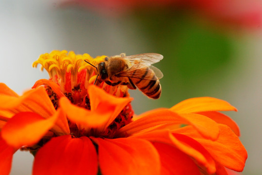 蜜蜂 采蜜 蜂蜜