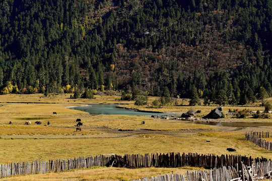 西藏草原