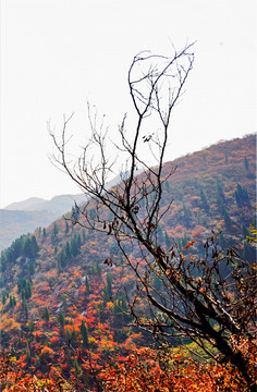 秋色 山川（高清）