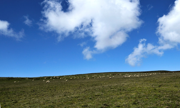 羊群 蓝天白云