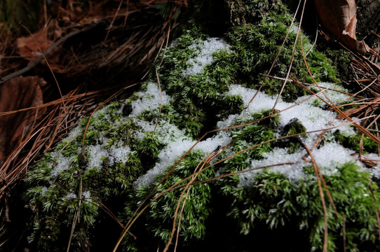 苔藓残雪