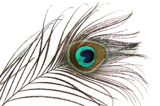 孔雀羽毛