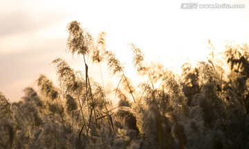 秋天的芦苇